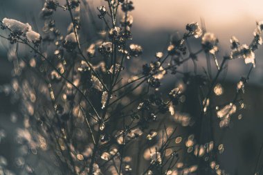 Bir ağacın dallarında parlayan yağmur damlaları, eski bir merceğin rendelenmesi.