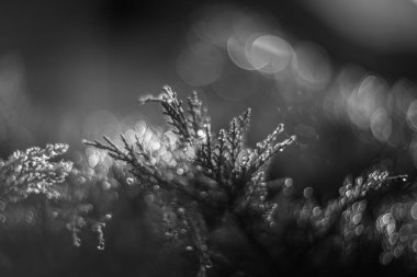 Bir ağacın dallarında parlayan yağmur damlaları, eski bir merceğin rendelenmesi.