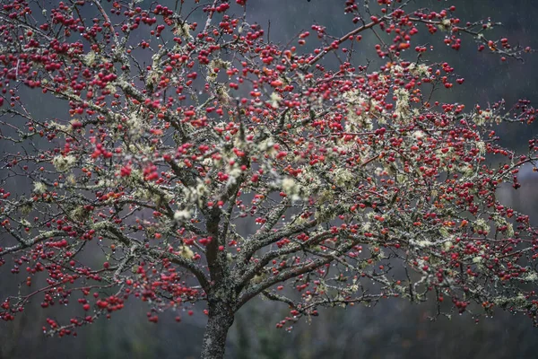 Manzano Ornamental Centinela Roja — Foto de Stock