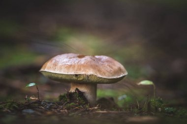 Ormanda yenilebilir mantar boletusu