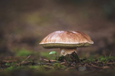 Ormanda yenilebilir mantar boletusu