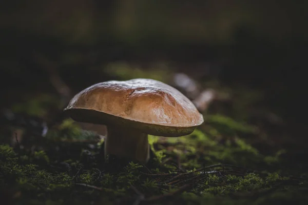 Boleto Cogumelos Comestíveis Floresta — Fotografia de Stock