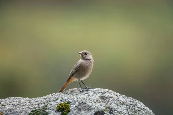 Běžný Redstart Skále — Stock fotografie