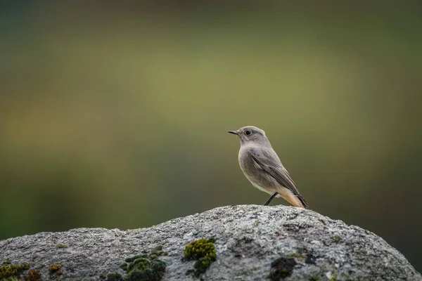 Κοινή Redstart Ένα Βράχο — Φωτογραφία Αρχείου