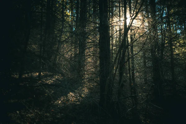 Luce Ambientale Attraverso Gli Alberi Nella Foresta Autunnale Soft Focus — Foto Stock