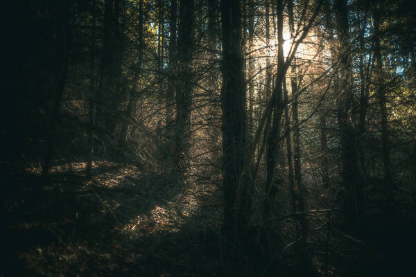 Ambient Light through the trees in the autumn forest / soft focus