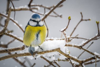 Blue-tit bird on snowy branch in winter