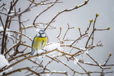 Blue-tit bird on snowy branch in winter