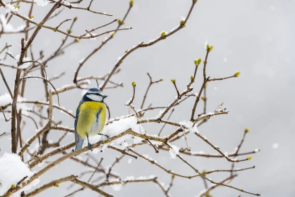 Blue Tit Bird Snowy Branch Winter — Foto Stock