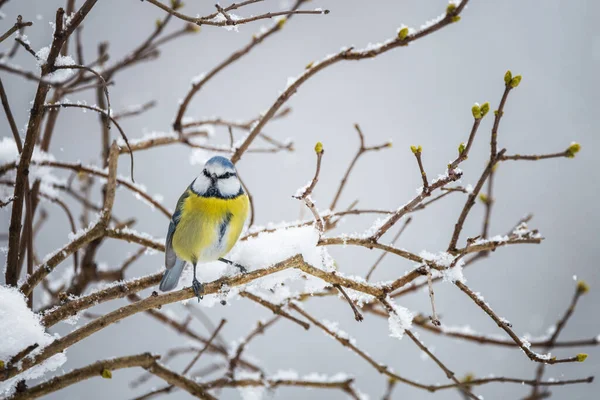 Blue Tit Bird Snowy Branch Winter — Foto Stock