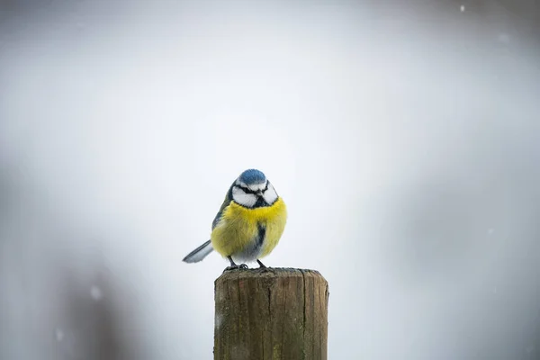 Blue Tit Bird Fence Winter — Stock Fotó