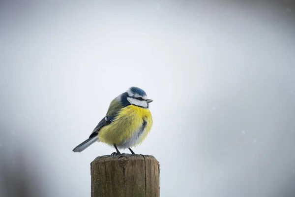 Blue Tit Bird Fence Winter — Stock Fotó