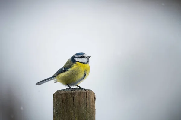 Blue Tit Bird Fence Winter — Stock Fotó