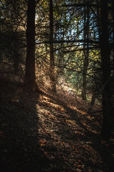 Luz Ambiente Através Das Árvores Floresta Outono Foco Suave — Fotografia de Stock