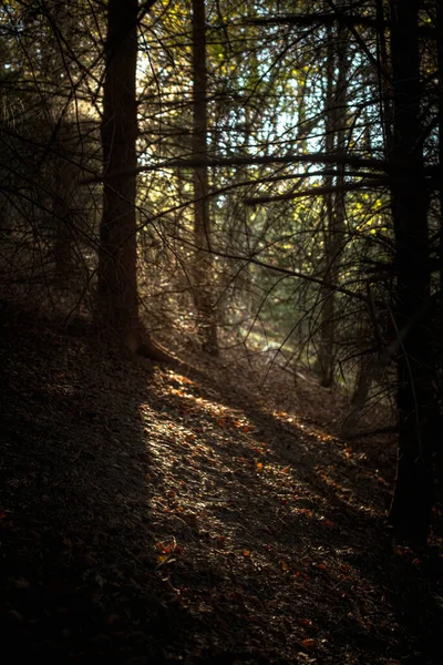 Omgevingslicht Door Bomen Het Herfstbos Zachte Focus — Stockfoto