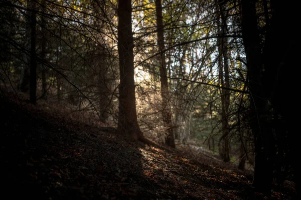 Omgevingslicht Door Bomen Het Herfstbos Zachte Focus — Stockfoto