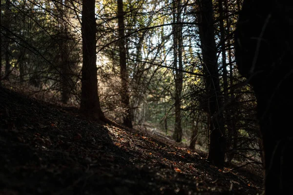 Lumière Ambiante Travers Les Arbres Dans Forêt Automne Mise Point — Photo