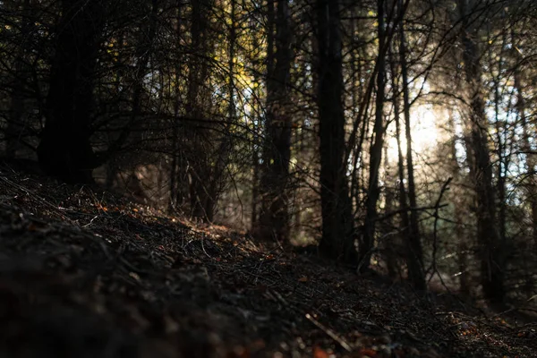 Omgevingslicht Door Bomen Het Herfstbos Zachte Focus — Stockfoto