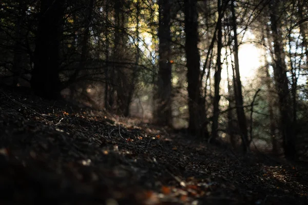 Luz Ambiental Través Los Árboles Bosque Otoño Enfoque Suave — Foto de Stock