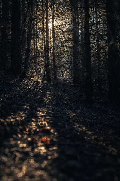 Lumière Ambiante Travers Les Arbres Dans Forêt Automne Mise Point — Photo