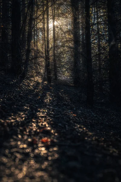 Omgevingslicht Door Bomen Het Herfstbos Zachte Focus — Stockfoto