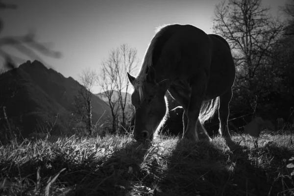 朝のバックライトで馬の黒と白の写真 — ストック写真
