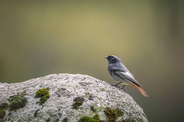 Common Redstart Скале — стоковое фото