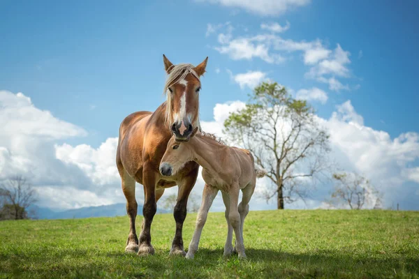 Égua Potro Prado Das Montanhas — Fotografia de Stock