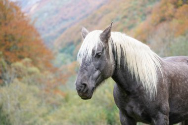 Kışın beyaz yeleli bir atın portresi
