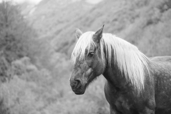 Retrato Cavalo Crina Branco Inverno — Fotografia de Stock