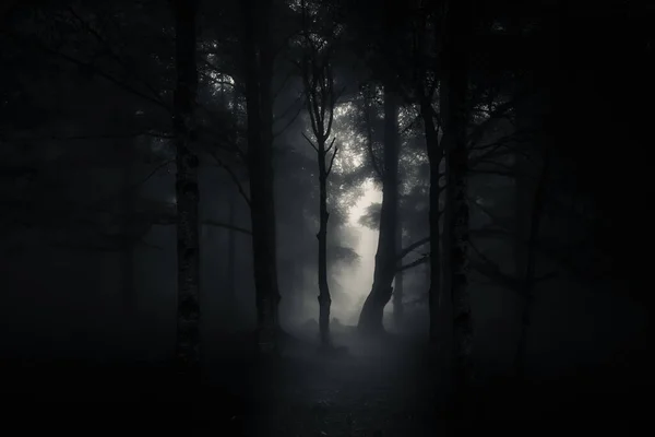 Таємничий Страшний Ліс Вночі — стокове фото