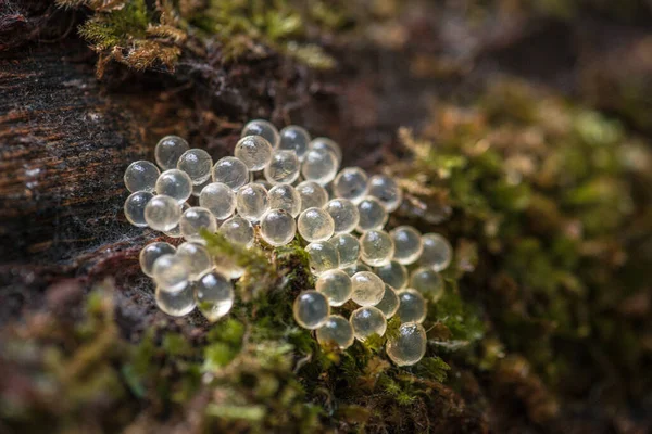 Oeufs Limace Léopard Sur Une Souche Bois Humide Amas Œufs — Photo