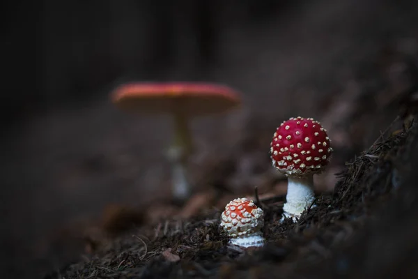 Sonbahar Ormanlarında Tarım Mantarı Uçur — Stok fotoğraf