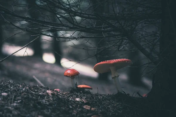 Fliegenpilz Herbstwäldern — Stockfoto