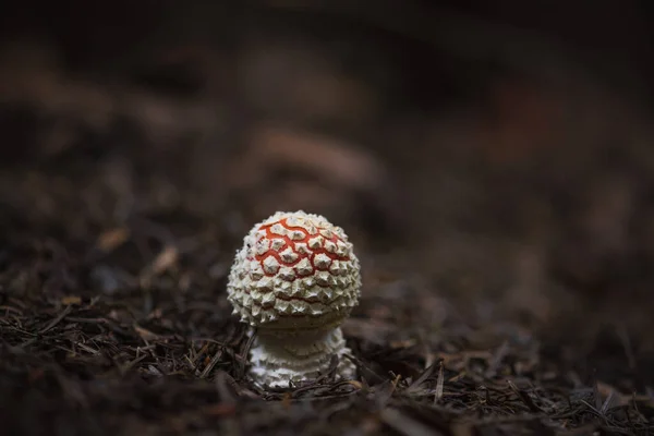 Mouche Champignon Agarique Dans Les Forêts Automne — Photo