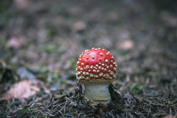 Mouche Champignon Agarique Dans Les Forêts Automne — Photo