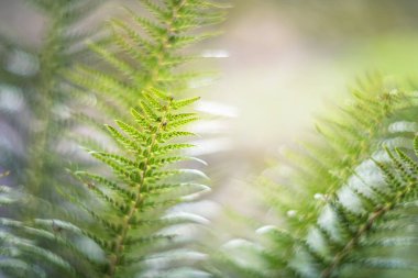 Ormanda eğreltiotu Ağaçların arasında ışık