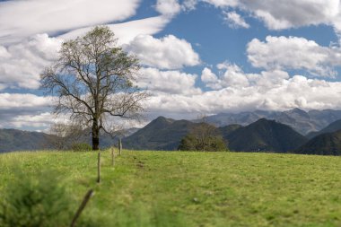 Tepedeki ağaç bulutlu gökyüzünde
