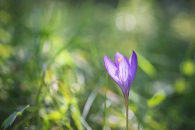 Pireneler dağında sonbahar çiçeği