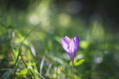 Pireneler dağında sonbahar çiçeği