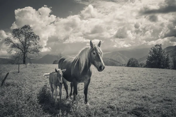 Yegua Potro Prado Los Pirineos Montañas — Foto de Stock