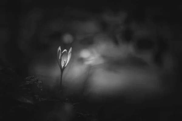 Herbstkrokusblüte Den Pyrenäen — Stockfoto