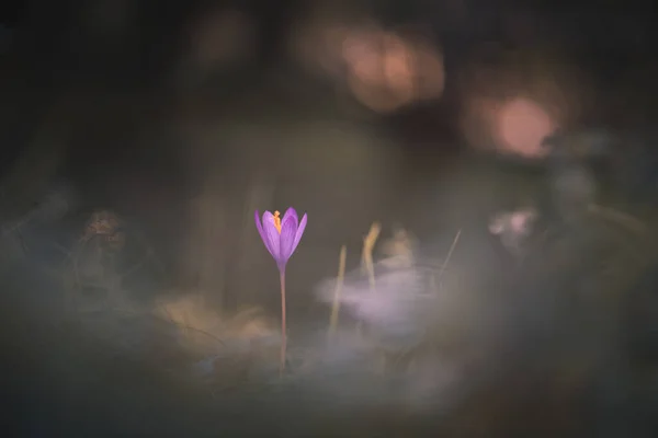 Autumn Crocus Flower Pyrenees Mountain — Stock Photo, Image