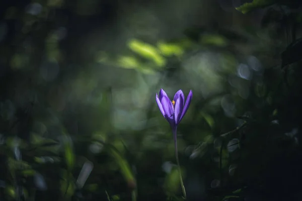 Crocus Λουλούδι Στο Δάσος Μαλακή Εστίαση Vintage Φακό Απόδοση — Φωτογραφία Αρχείου