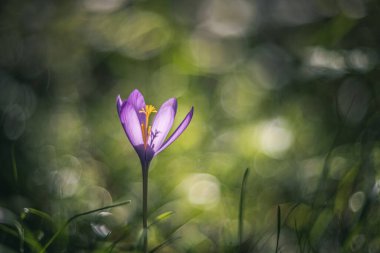 Ormanda kireç çiçeği yumuşak odaklı vintage lens işleme