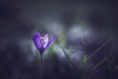 Ormanda kireç çiçeği yumuşak odaklı vintage lens işleme