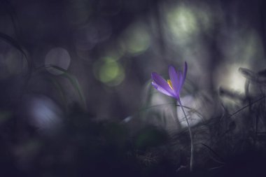 Ormanda kireç çiçeği yumuşak odaklı vintage lens işleme