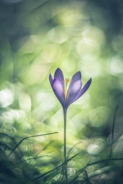 Ormanda kireç çiçeği yumuşak odaklı vintage lens işleme