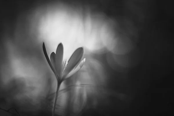 Krokusblüte Wald Weichfokus Vintage Linsenrendering — Stockfoto