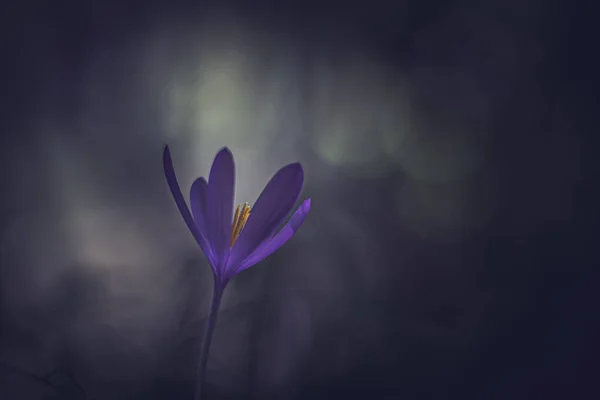 Цветок Крокуса Лесу — стоковое фото